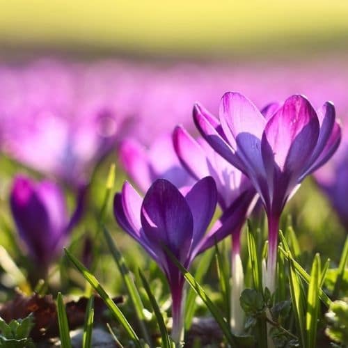 Krokusse