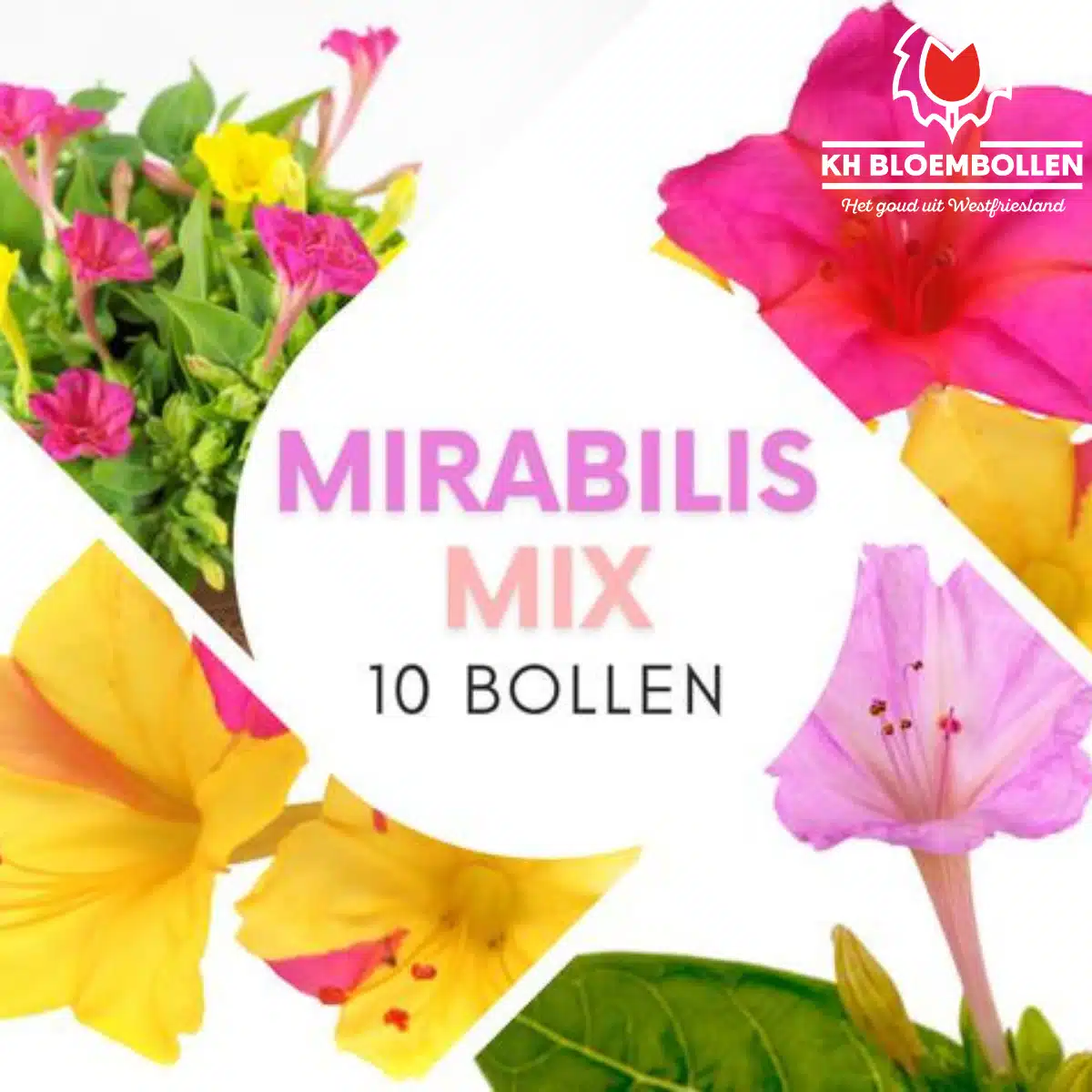 Mirabilis Mix (10 stuks) | Bulbos
