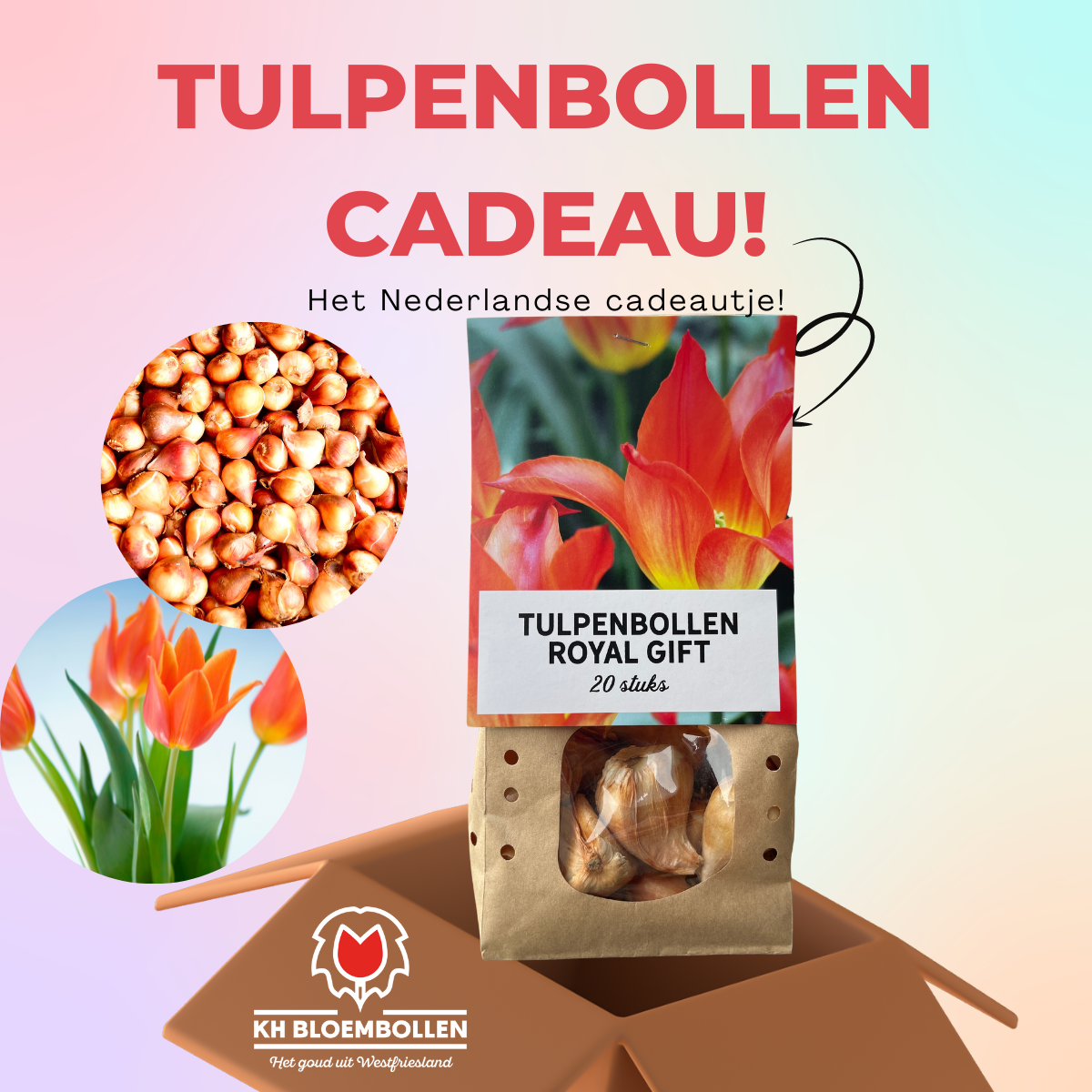 Royal gift tulp cadeau